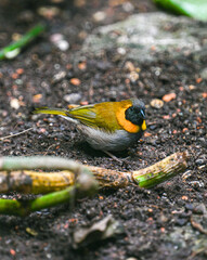 Cuban grassquit (Tiaris canorus) looking for food.