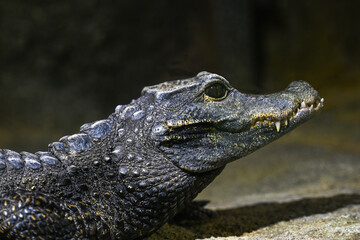 Obraz premium Dwarf-Crocodile-(Osteolaemus-letraspis)