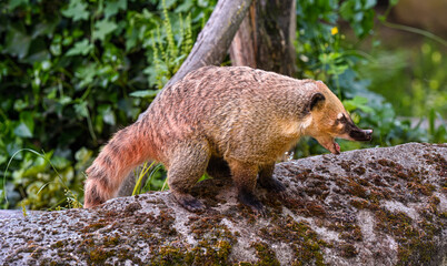 South American coati or ring-tailed coati (Nasua nasua).