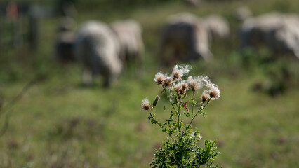 Overblown thistle flowers with white fluffy seeds, selective focus with sheep grazing on grass...