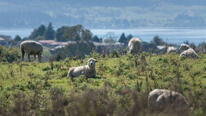 Sheep grazing on the top of the hill with lake and hill in the distance, Rotorua, New Zealand.
