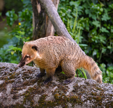 South American coati or ring-tailed coati (Nasua nasua).