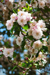 Blooming tree in the spring sunlight