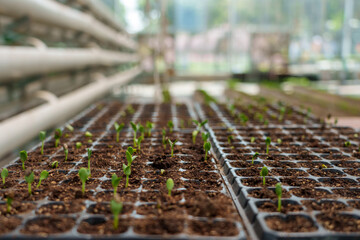 Watermelon seedlings growing