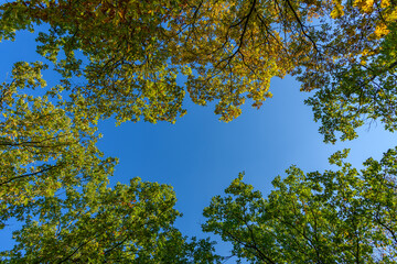 up to the blue sky among autumn colored trees