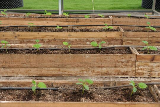 Pumpkin seedlings grow