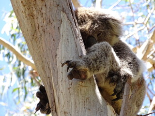 Koala bear sleeping on a tree