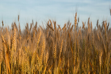 Ukrainian field with wheat at dawn, against the background of the morning sky, wheat harvest