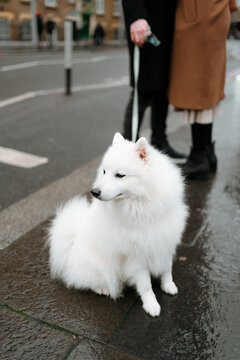 Couple walks outdoor with their dog