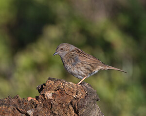 Dunnock aslo known as a hedge sparrow.