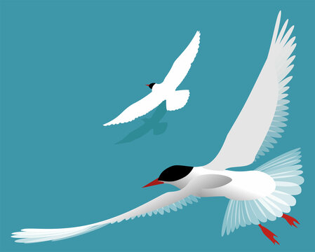 Deux oiseaux en flat design au dessus de l&rsquo;oc&eacute;an, vecteurs isol&eacute;s