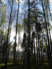 Fototapeta premium trees in the forest