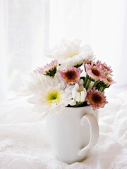 White pink flowers in mug cup of tea on embroidered cloth lace, window soft light background wedding concept romantic copy space for letter wallpaper Chrysanthemum morifolium Daisy hardy wedding card