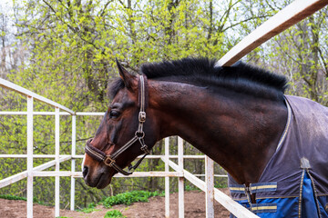 A bay horse in a blanket stands in a paddock. Selective focus.