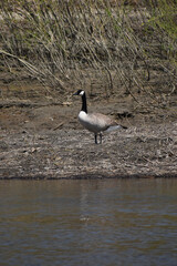 Canot L'avenir 13 Mai 2022