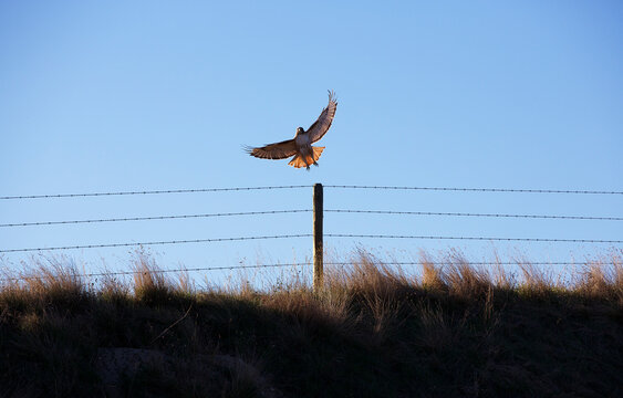 A red tail hawk takes off.