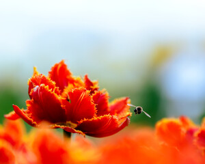 Obraz premium Pszczoła zapylająca czerwone tulipany