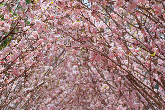 Cherry blossoms