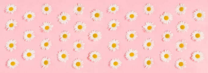 Daisy flowers pink background. Floral banner