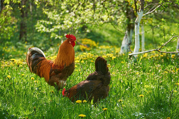 A beautiful couple, a rooster and a hen in a green garden among blooming flowers and trees. Domestic birds in a picturesque setting. Spring day in the village