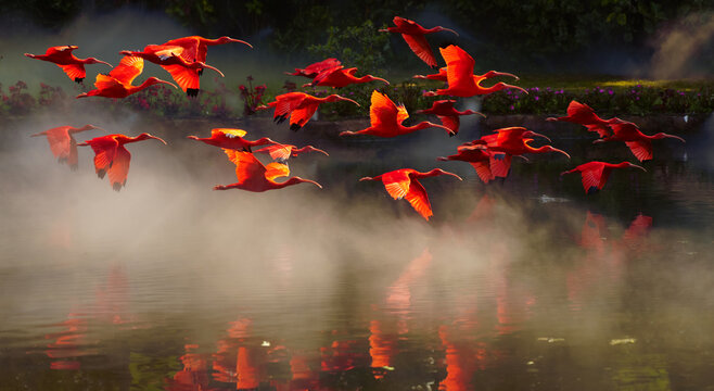group of red ibis flying