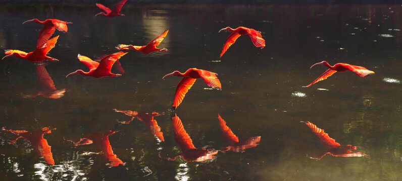 group of red ibis flying