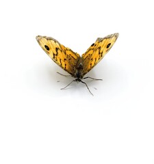 Lasiommata megera,  wall brown butterfly, frontal view on white background