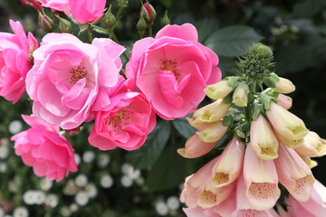 ピンクのバラの花