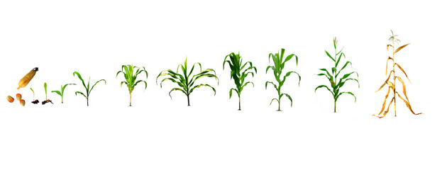 A realistic illustration of the sweet corn planting process in the design until the first planting stage. corn planting process Corn planting from seed to flower throughout the harvest isolated 