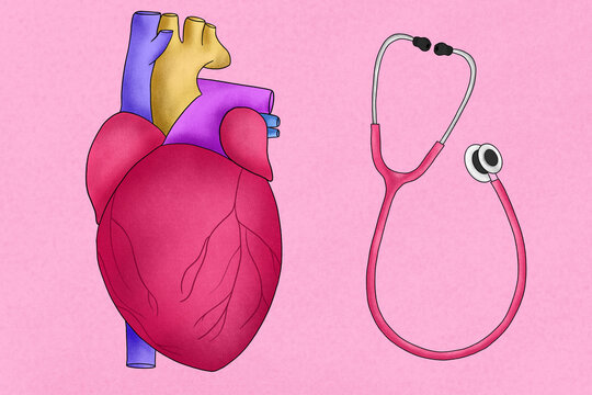 Human heart and stethoscope illustration