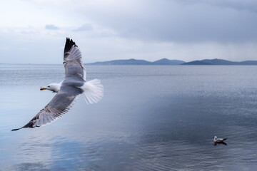 sea gull flies over a calm sea