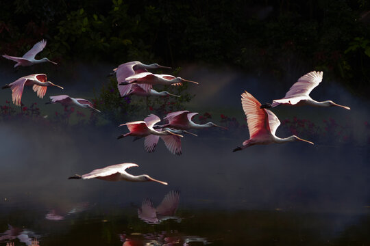 pink spoonbill flying in sky