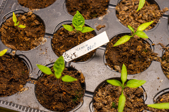 Seedling jalapeno