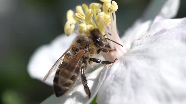 Slow motion. Super close up of a honey bee insect pollinating an apple blossom