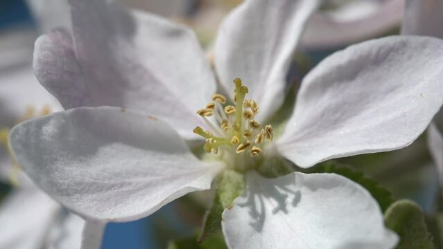 Slow motion. White flower on an apple tree