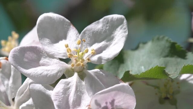Slow motion. White flower on an apple tree