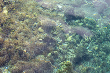 Stones seen through clear sea water at sunny day