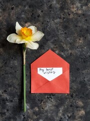 Daffodil flower with a message in red envelope. Narcissus with white greeting card with inscription...