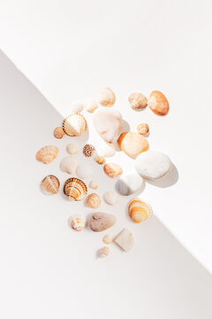 Sunlit Seashell Collection