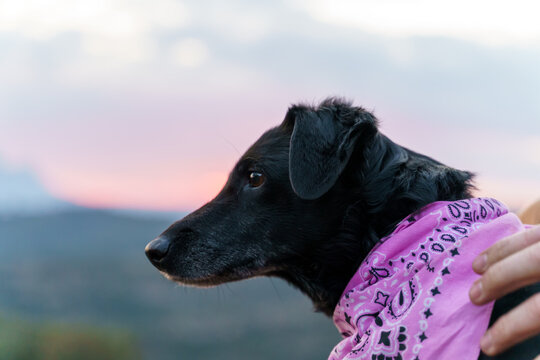 Portrait of cute dog wearing colorful bandana in nature at sunset