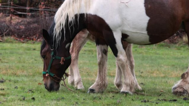 Mare rejects foal that tries to suckle milk from her. Mother animal rejecting her son.