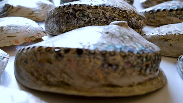 Shiny abalone shells (Haliotis); close-up dolly out slider shot