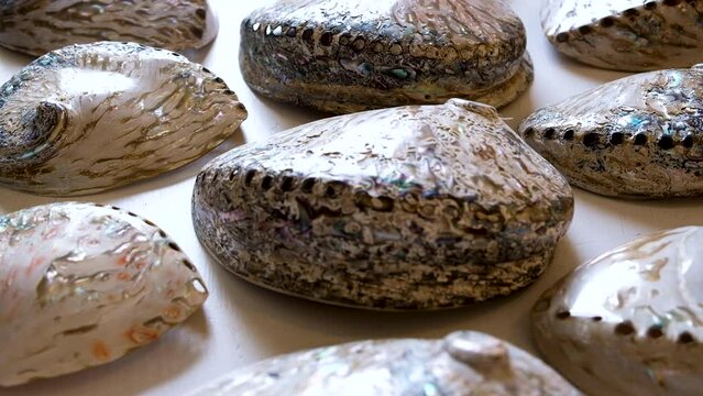 Polished abalone shells show beautiful patterns; Haliotidae
