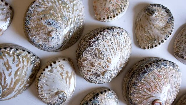 Overhead push-in on polished South African abalone shells