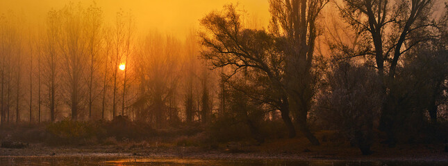 Landscape showing silhouettes of trees on the river shore during summer sunrise