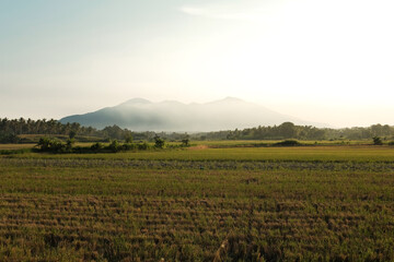 Panorama of rice fields with mountains in Indonesia, Sun behind the mountains