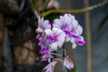 Dendrobium enobi orchid, in shallow focus