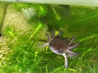 Axolotl an der Wasseroberfläche 