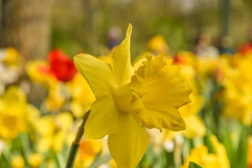 Gardinen Julianadorp, Nederland, April 2022. Close up van verschillende bloeiende bloemen. © Bert