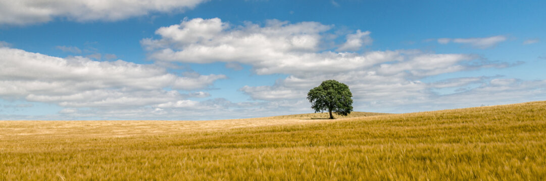 solitary tree in the summer sun,  horizon, panorama